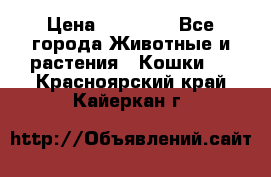 Zolton › Цена ­ 30 000 - Все города Животные и растения » Кошки   . Красноярский край,Кайеркан г.